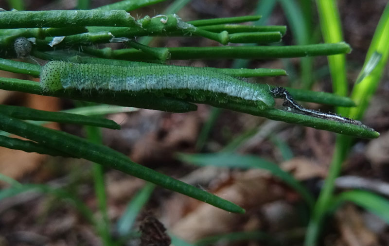 bruco : Anthocharis cardamines - Pieridae